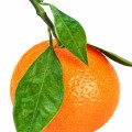 Mandarin Orange mperfumegh
